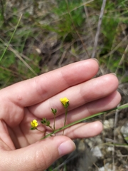 Linum corymbulosum