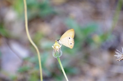 Hypocysta adiante antirius