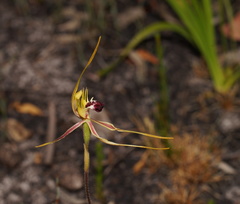 Caladenia dilatata