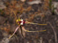 Caladenia dilatata