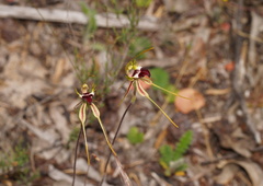Caladenia dilatata