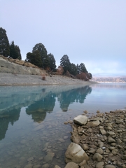 Himantopus novaezelandiae