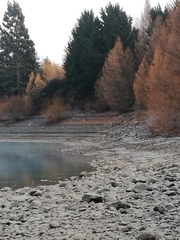 Himantopus novaezelandiae