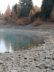 Himantopus novaezelandiae