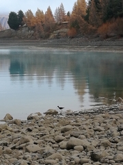 Himantopus novaezelandiae