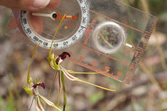 Caladenia dilatata