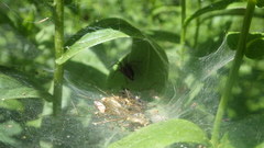 Agelena labyrinthica