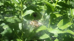 Agelena labyrinthica