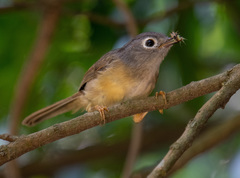 Grey-Cheeked Fulvetta photo 4