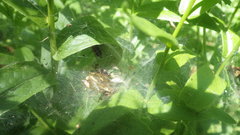 Agelena labyrinthica