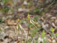 Caladenia dilatata