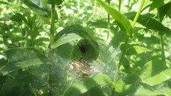 Agelena labyrinthica