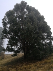 Eucalyptus nitens