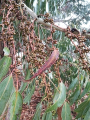 Eucalyptus nitens