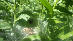 Agelena labyrinthica