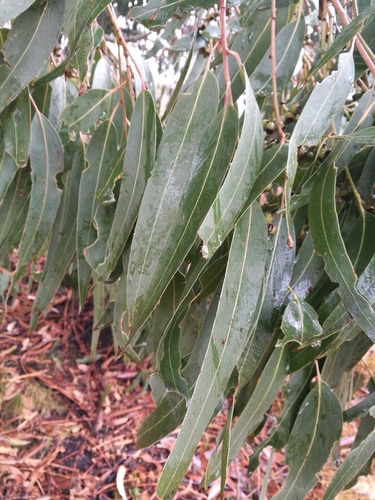 Eucalyptus nitens 3