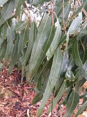 Eucalyptus nitens