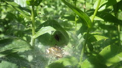 Agelena labyrinthica