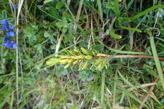 Thymelaea calycina