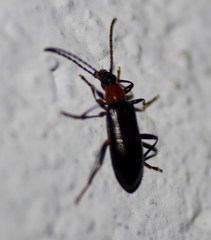Statira