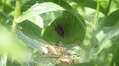 Agelena labyrinthica