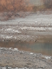 Himantopus novaezelandiae