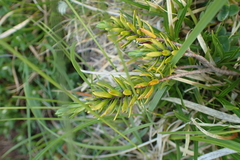 Thymelaea calycina