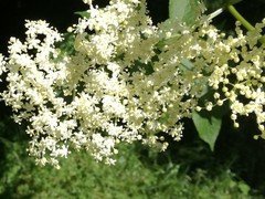 Sambucus nigra