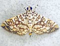 Coremata stigmatalis