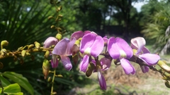 Millettia