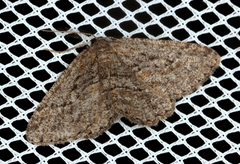 Zermizinga sinuata