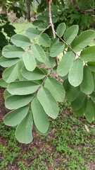 Millettia
