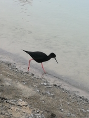 Himantopus novaezelandiae