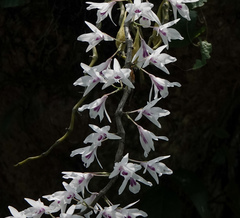 Dendrobium transparens