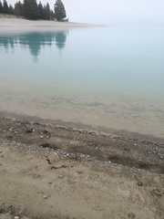 Himantopus novaezelandiae