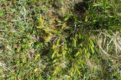 Thymelaea calycina