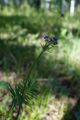Valeriana alternifolia