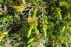 Thymelaea calycina