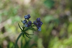 Valeriana alternifolia