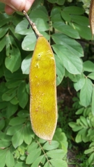 Millettia