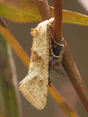 Cochylimorpha straminea