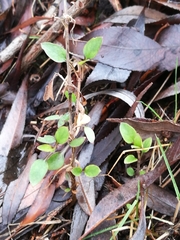Coprosma propinqua