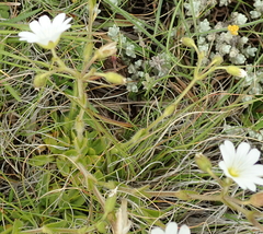 Cerastium arabidis