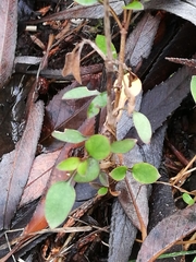 Coprosma propinqua