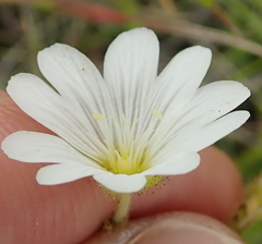Cerastium arabidis