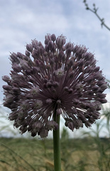 Allium ampeloprasum