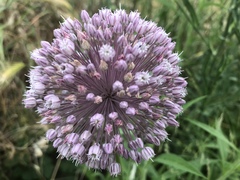 Allium ampeloprasum