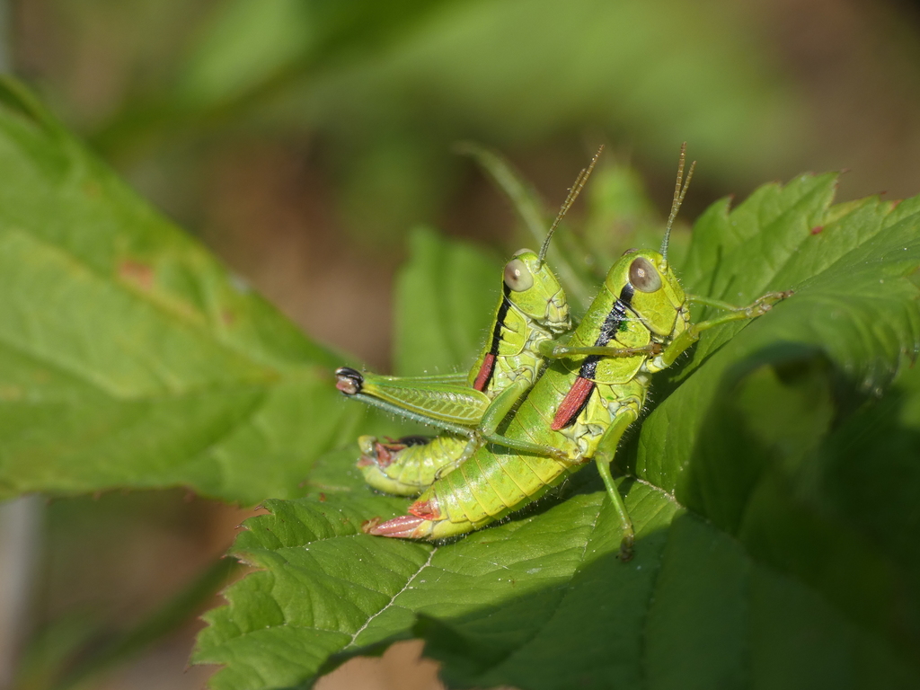 Spur-throated Grasshoppers