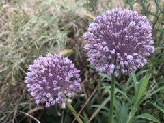 Allium ampeloprasum