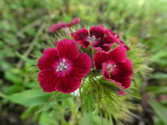 Dianthus barbatus